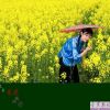 三月菜花遍地开