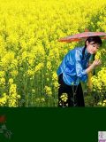 三月菜花遍地开